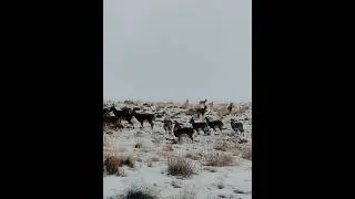 Mountain Goats Feeding on Snowy Slopes | Nature in Its Purest Form #iran #alborz