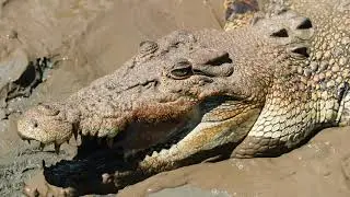 Spectacular Jumping Crocs