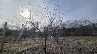 Red haven peach winter pruning 