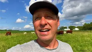 Multi-Species Rotational Grazing - My 3 Reasons For Registered Sheep, Katahdin/St Croix Discussion