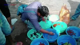 Aquarium Fish Buying At Kolkata Galiff Street Pet Market