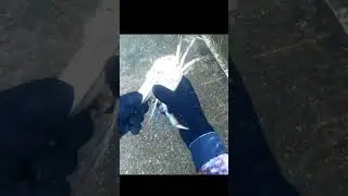 How to Catch BLUE CRAB! 🦀