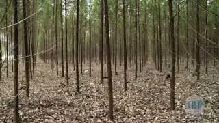 Indonesia's Vanishing Forests