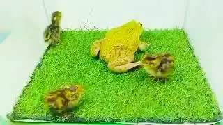 Live feeding frog eating chicken