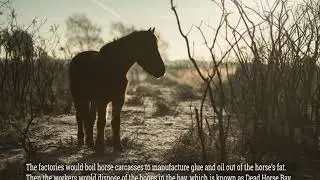 The History of New York's Dead Horse Bay