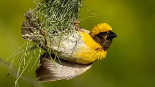 Baya Weaver : Amazing Nest Building Skills !! | Vijayapura