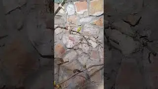 Passerine birds of Venezuela