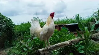Bantam Chicken in Philippines | Miniature Chickens
