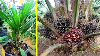 Cara Budidaya Kelapa Sawit yang Baik dan Benar