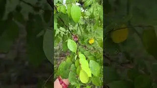 First tym Star fruit Tree Chusanu😍| #shorts #youtubeshorts #ashortaday #foodie