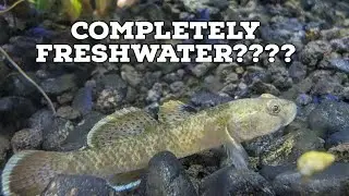 Fish Focus: Red Spot Goby