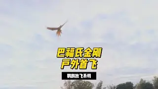 Buffon's Macaw's first free flight #parrot #parrotlover #pet