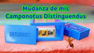 Mudanza Camponotus Distinguendus