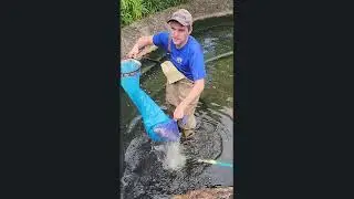 BRK Koi Pond Service Team   12000 gallon pond