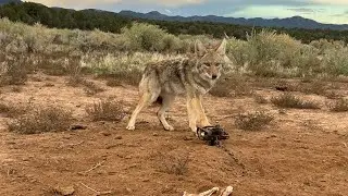 Utah coyote in a 550 Duke 