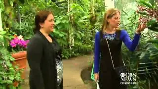 Thousands of orchids on display at NYC Botanical Gardens