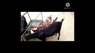 Siddharth Nagar goat farm