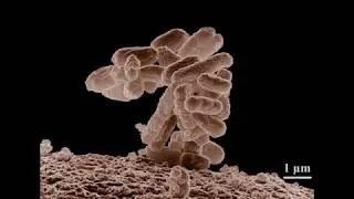 Le monde microscopique c'est parti !
