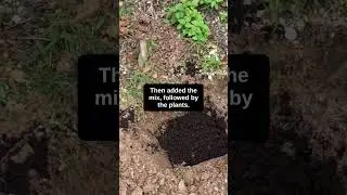 This Is Your Sign to Start a Kitchen Garden 🌱 #kitchengarden #plants #shorts