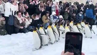 Penguin walk in Asahiyama zoo!