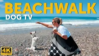 LIVE:  Dog TV🐾 Dog Walk on Myrtos Beach | Calming Music  for Dogs | 4K TV Stream #dogtv