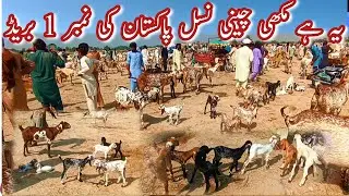 MADRASSA BAKRA MANDI PRICE UPDATE || Makhi Cheni Bakrian Bakray Pathain || Goats Farming In Pakistan