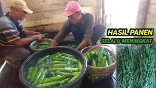 PANEN TIMUN DAN KACANG PANJANG BERSAMA BAPAK..