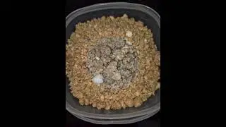 Panjiri Recipe for New  Mother__Gond panjiri Recipe Simple And Easy