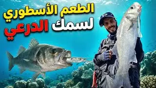 🔴 الطعم الأُسْطُورِي💣 لسمك الدرعي 🔝