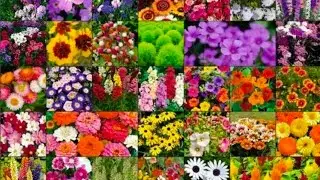 &ldquo;Best Winter Flower Seeds Online! Honest Review & Real Bloom Results&rdquo;(Meesho)#fashion #meeshohaul