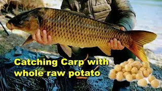 Catching large carp on raw potato | Delaware River PA | 09-29-2022