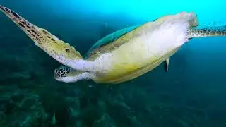 Diving Cabo Verde