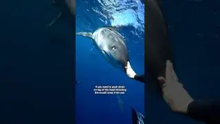 SAVE SHARKS 🦈#tigershark #ocean #sharkdiving #savesharks #sharkdiver #diving