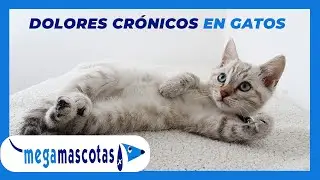 C&oacute;mo identificar la ARTROSIS en GATOS - Megamascotas CCV