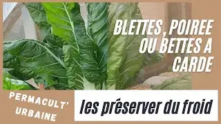 [TUTO POTAGER] Comment prot&eacute;ger, pr&eacute;server ses poir&eacute;es ou cardes, ses l&eacute;gumes cet hiver,