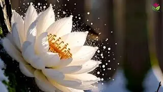 Rare Flower Caught blooming in the wild forest with relaxing music.