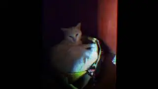 90mh (my caatt) free present// alight motion// rotate like xan