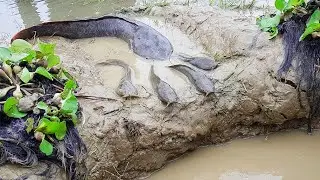 Amazing Hole Fish Trap- Smart Boy Build Fish Trap By Muddy soil- Get A Lot of Fish 100%