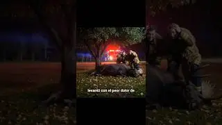 UN ALCE BORRACHO! 🍎 El rescate m&aacute;s extra&ntilde;o de los bomberos (Historia Completa)