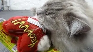 Yeowww Organic Catnip Hearrrt Attack Heart Giveaway Cat Catnip Toys - ラグドール - Floppycats