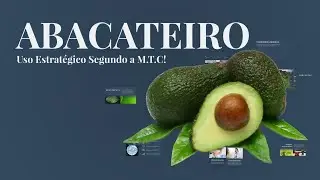 Folha de Abacate - Uso Estrat&eacute;gico Segundo a M.T.C!