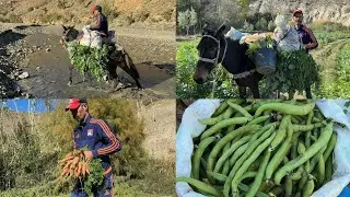 الحياة اليومية الفلاحة من أجل المنتجات طبيعية الخضر الريف إقليم الحسيمة 