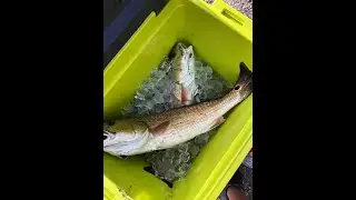 Fishing for reds at Nueces bay