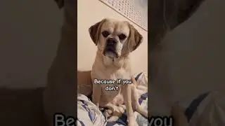Live forever please #dog #puggle #cute #shorts