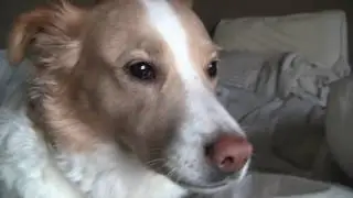 Toby Dog Dreams of Sheep