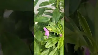 Raja- Rani #theplantpassion #trending #trendingshorts #shorts #short #shortvideo #viral #viralvideo