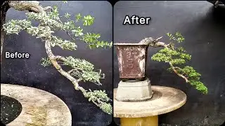 Pruning Santigi Cascade 