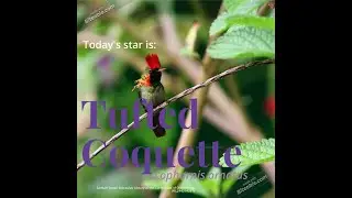Trochilidae Tuesday: Tufted Coquette