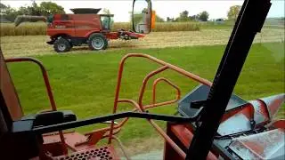 Shelling corn and cartin