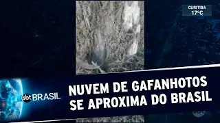 Nuvem de gafanhotos se aproxima do Rio Grande do Sul | SBT Brasil (24/06/20)